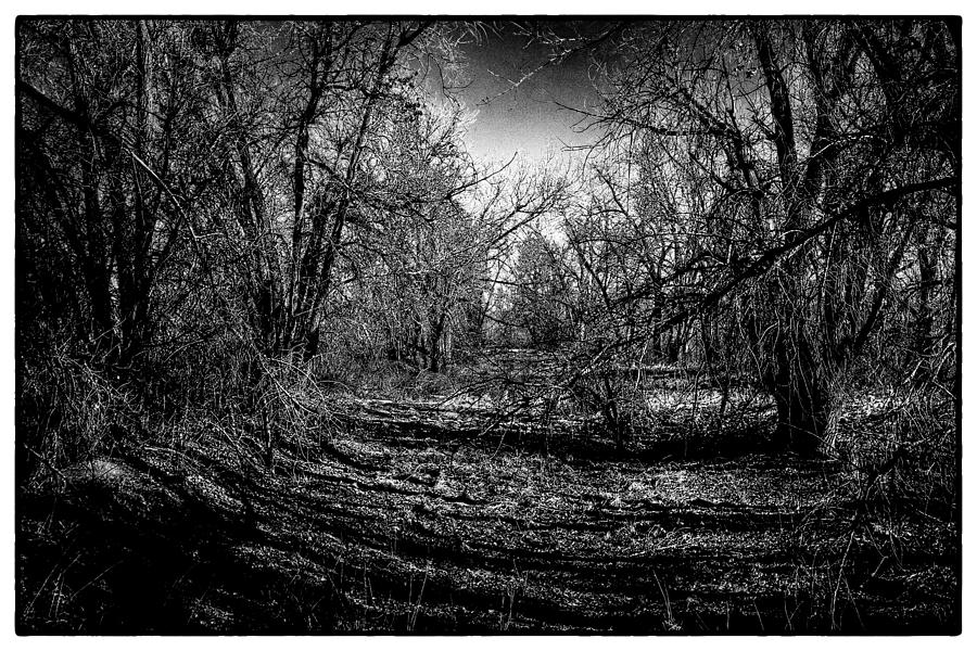 Shadowed Grove Photograph by David Patterson