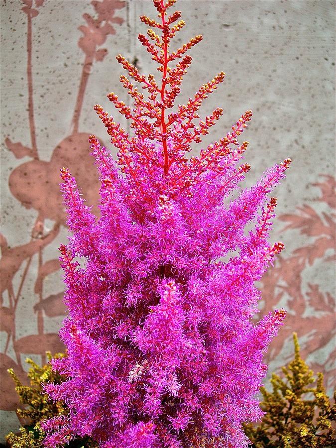 Shadowing of Astilbe Photograph by Randy Rosenberger