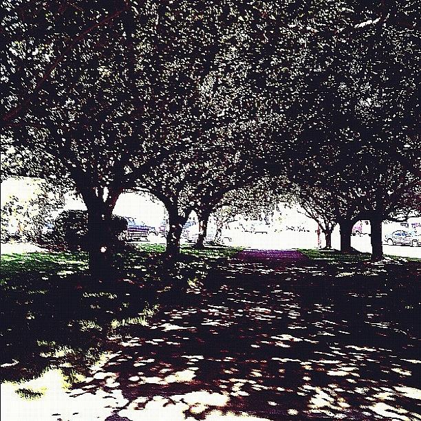 Tree Photograph - Shadows All Around :) #trees #shadow by Caitlin Salvitti