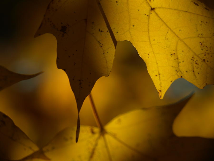 Fall Photograph - Shadows and Light by Allan Wrona