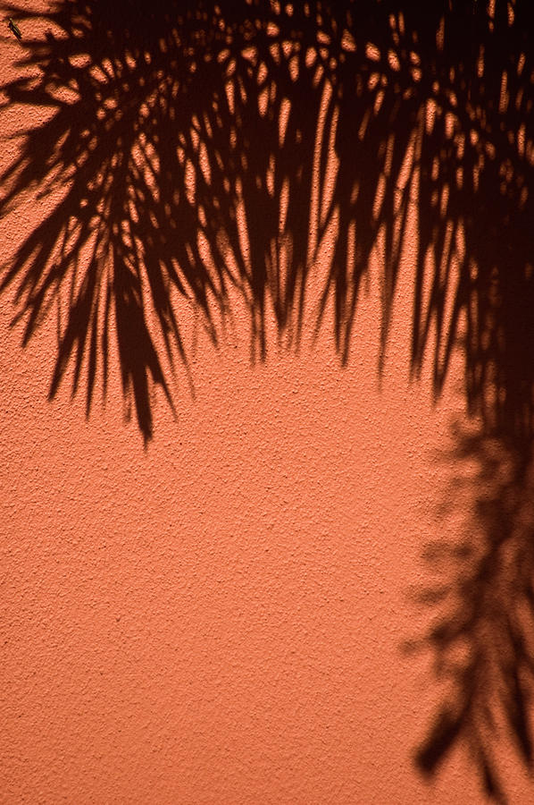 Shadows of a Palm Photograph by Carolyn Marshall
