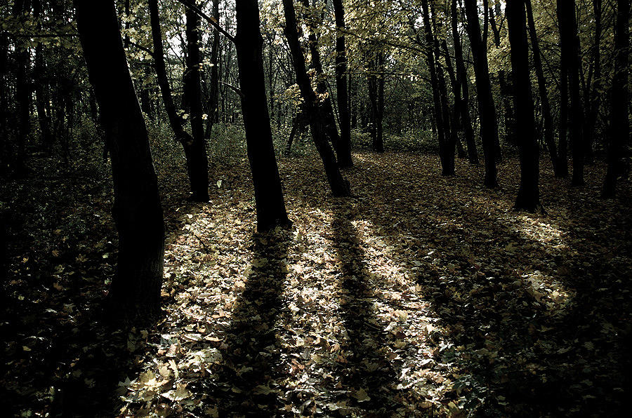 Tree Photograph - Shadows of trees  by Presiyan Petrov