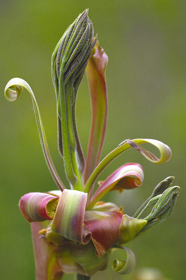 Shagbark Hickory Leaf And Flower Bud Photograph by Bernard Lynch