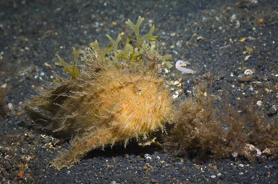 Shaggy Frogfish Photograph by Georgette Douwma