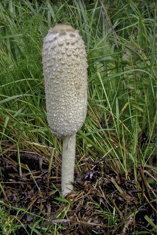 Mushroom Photograph - Shaggy Mane? by Grover Woessner