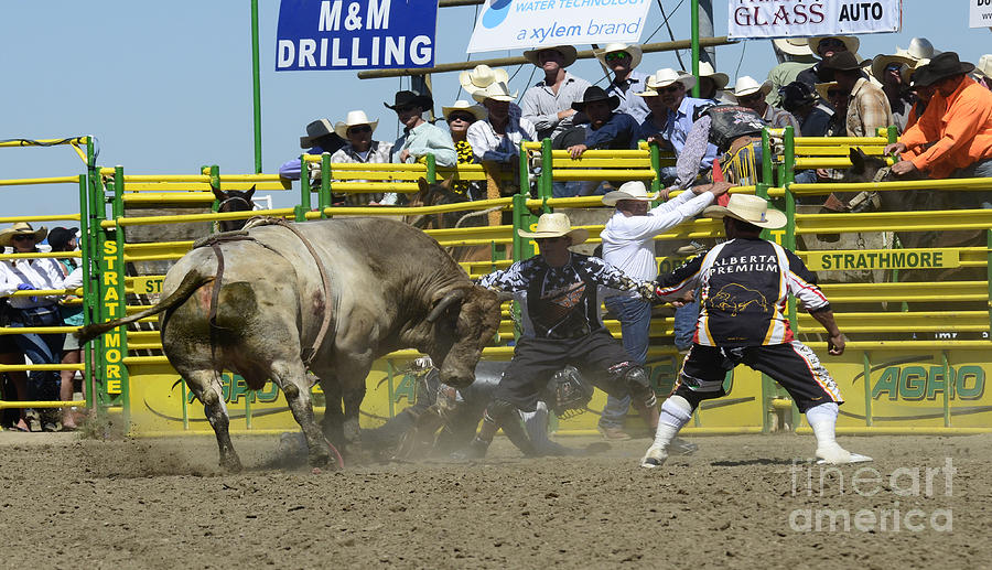 Sports Photograph - Rodeo Shaking It Up by Bob Christopher