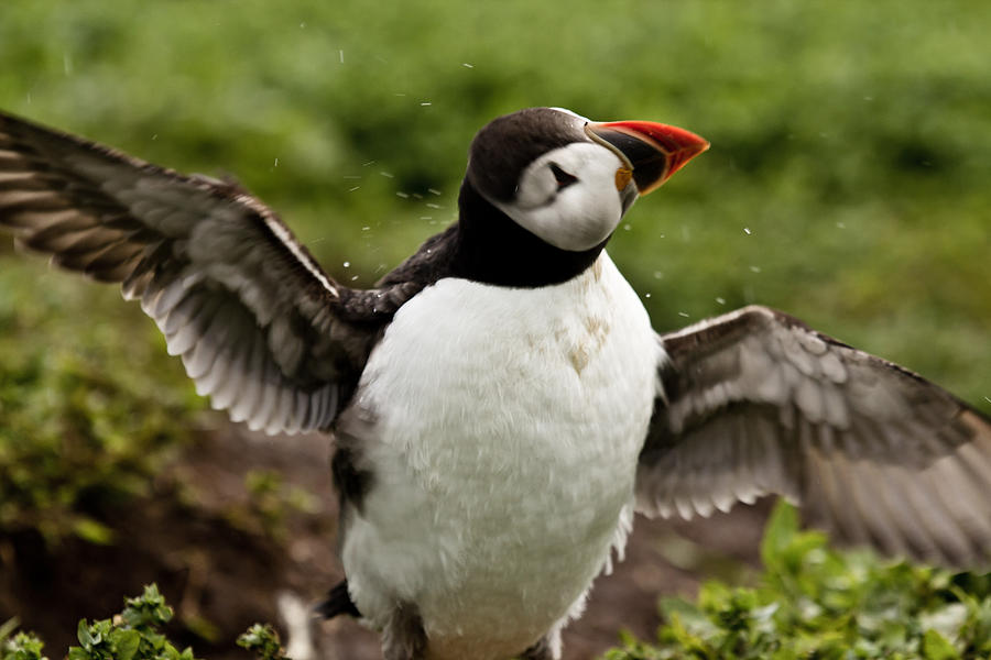 Shaking Puffin Photograph by Justin Albrecht