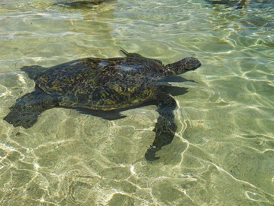 Shallow Waters Photograph by Kimberly Lenz - Fine Art America