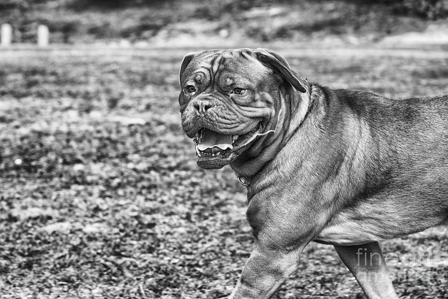 Dog Photograph - Shar Pei by Darcy Evans