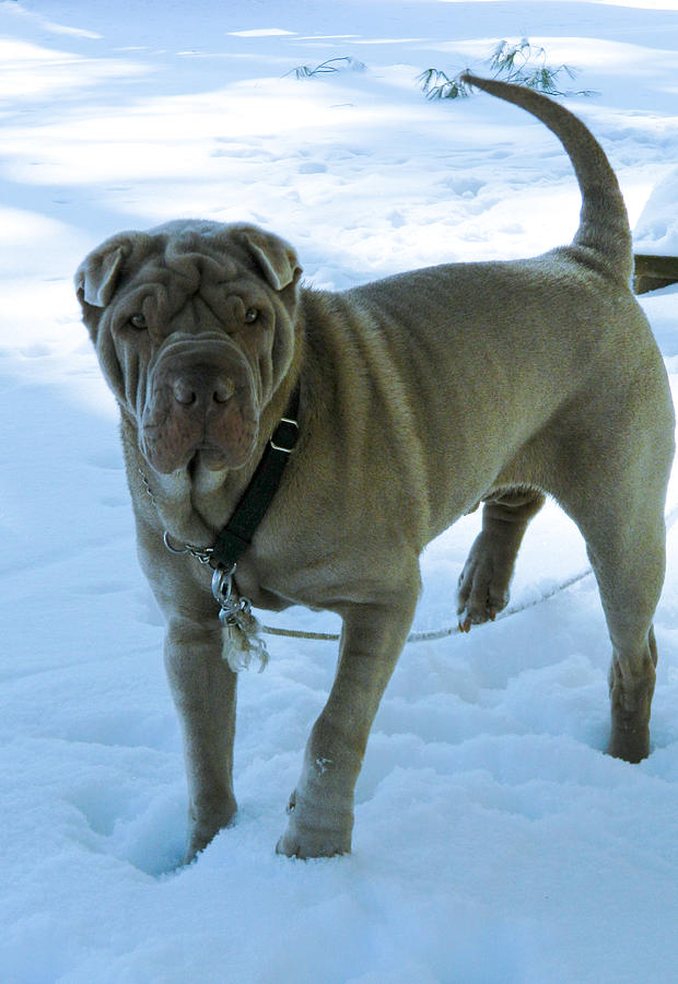 Shar Pei In The Snow Photograph by Cody Miller