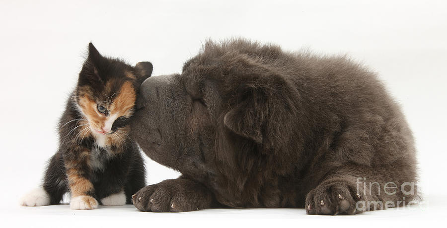 Shar Pei Puppy And Kitten Photograph by Mark Taylor