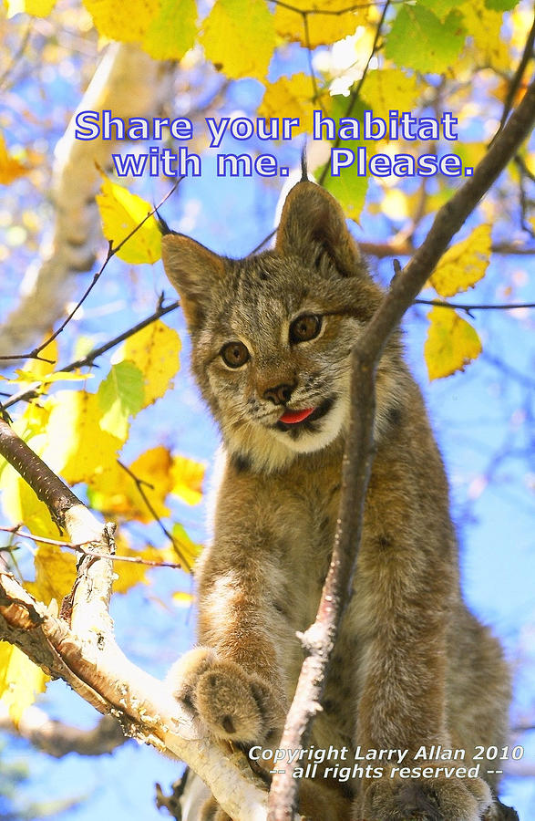 Canada Lynx Photograph - Share Your Habitat by Larry Allan