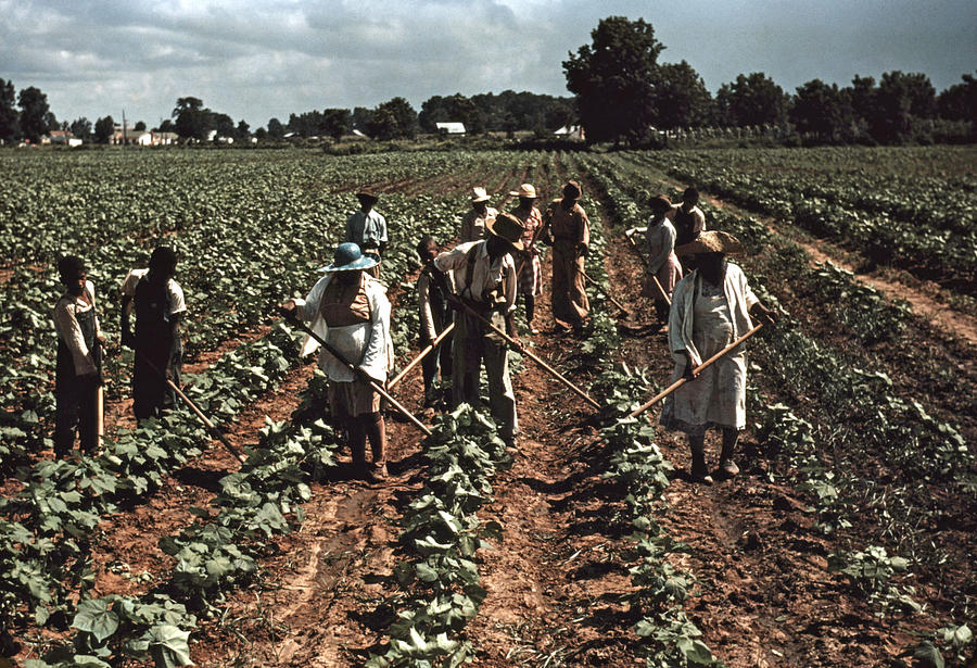 Why Did Sharecropping Begin In The South