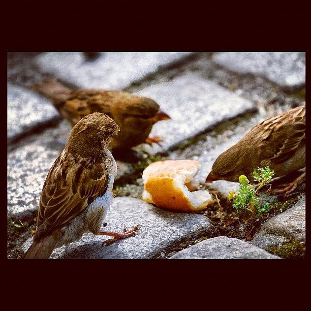 Sparrow Photograph - Sharing Moments! #sparrow #birds by Kiko Bustamante