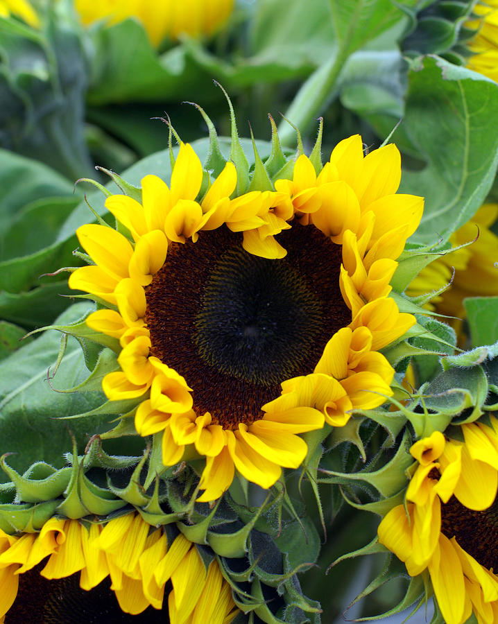 Sunflower Photograph - Sharing the Love by Linda Mishler