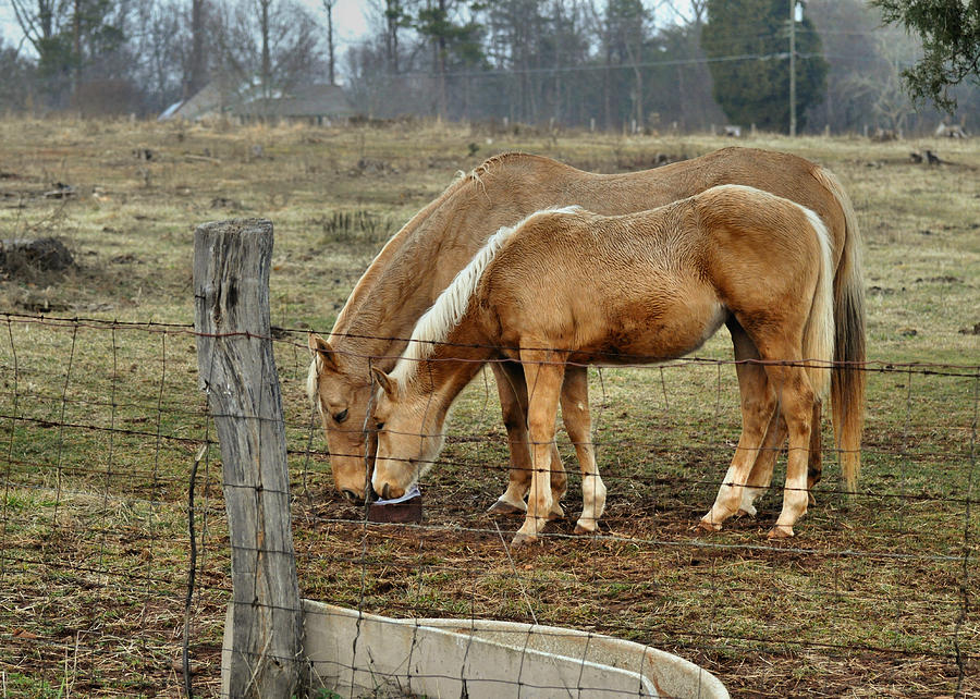 Horse Photograph - Sharing the Salt Lick - c4020c by Paul Lyndon Phillips