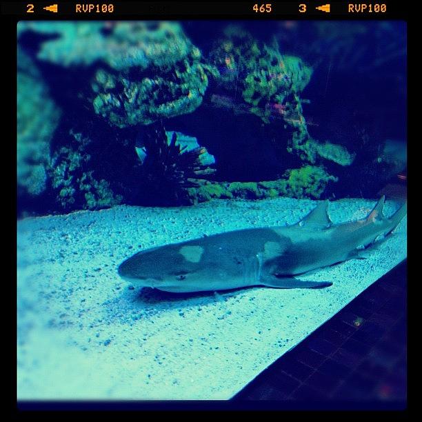Sharks Photograph - #shark #sharktank by Cortney Herron