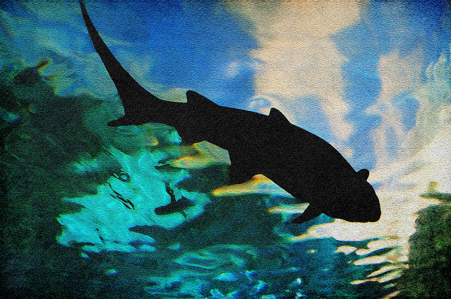 Shark Silhouette Photograph by Cindy Haggerty