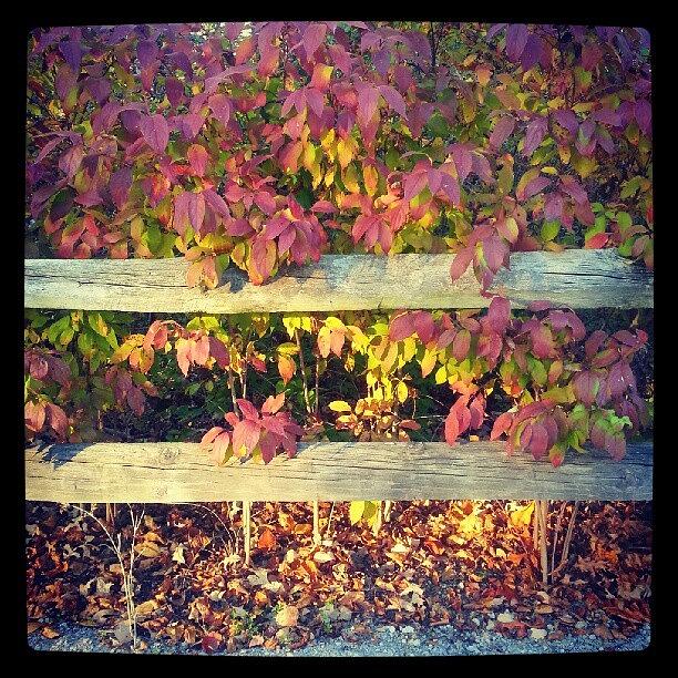 Fall Photograph - Sharon Woods Metro Park by Jennifer Rene  