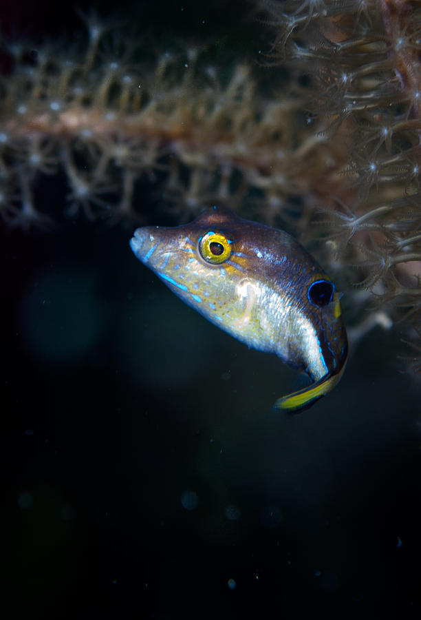 Sharp nosed puffer Photograph by Jean Noren
