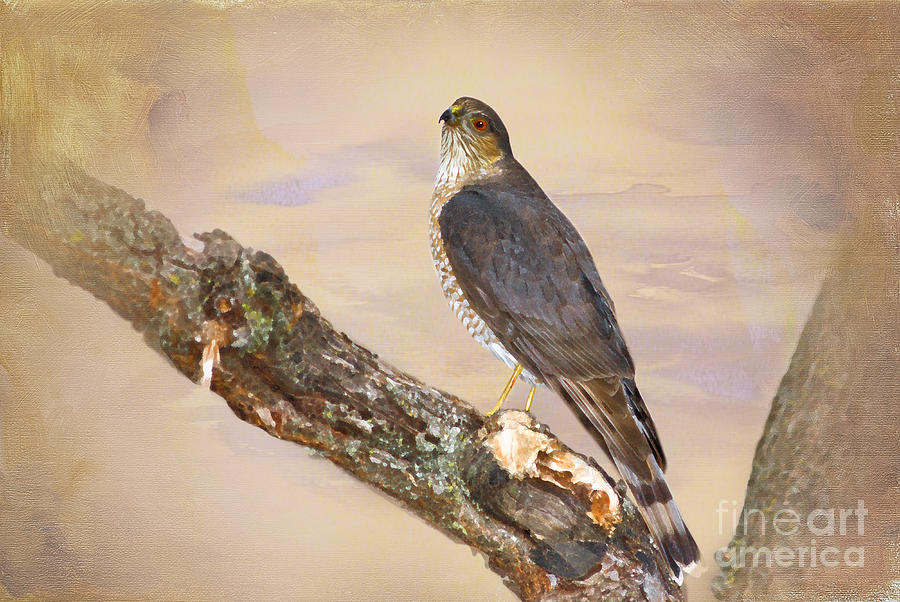 Sharp-shinned Hawk Photograph by Betty LaRue