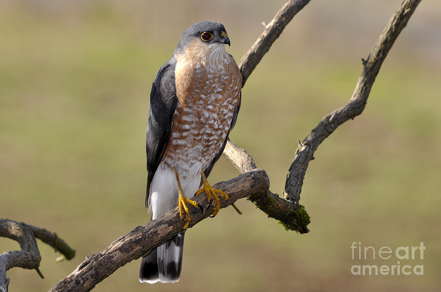 Sharp-shinned Hawk Photograph by Laura Mountainspring