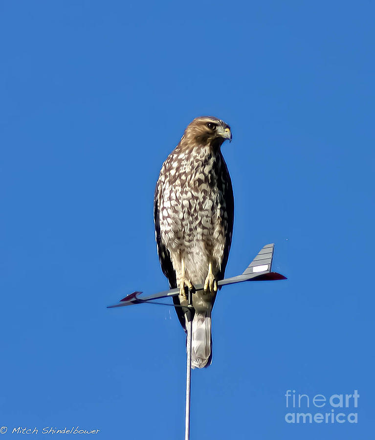 Sharp Shinned Hawk Photograph by Mitch Shindelbower