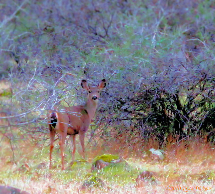 Shasta County Deer  Photograph by Joyce Dickens