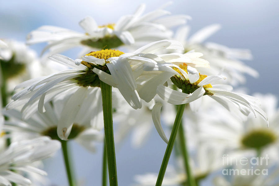 Shasta Daisies dry brushed Photograph by Sharon Talson