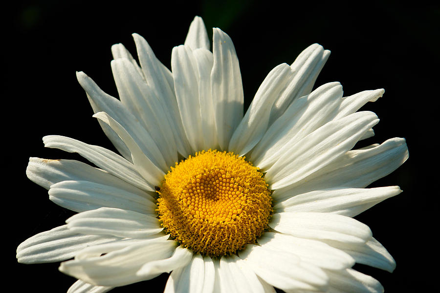 Shasta Daisy Photograph by Lorraine Marian Kenny - Fine Art America