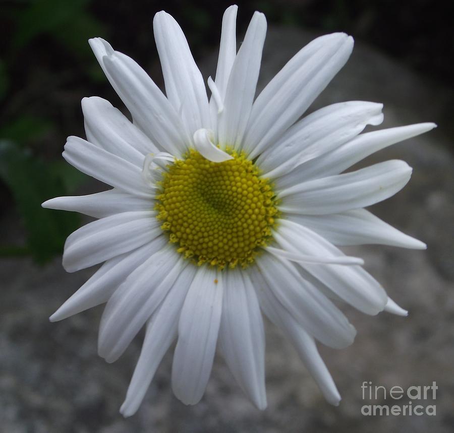 Shasta Daisy Photograph by Michelle Welles