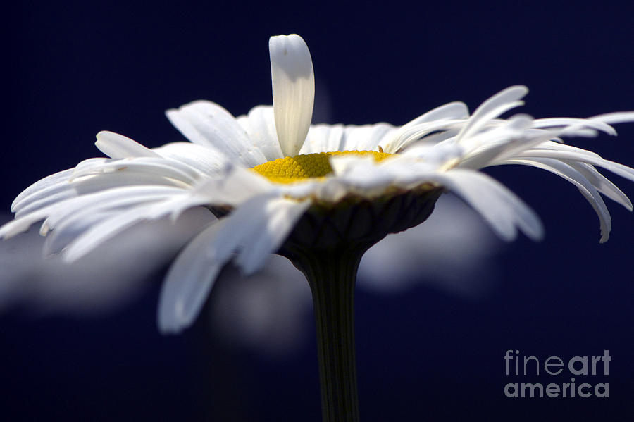 Daisy Photograph - Shasta Daisy Midnight Blue by Sharon Talson
