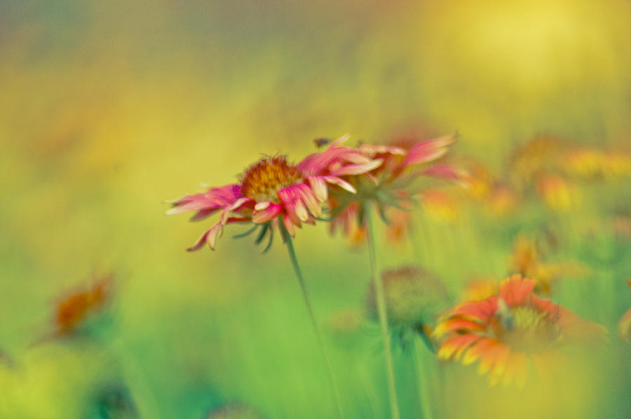 Flower Photograph - She insists by Kornrawiee Miu Miu