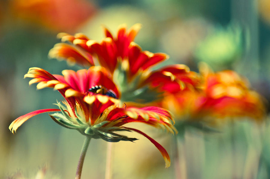 Flower Photograph - She by Kornrawiee Miu Miu
