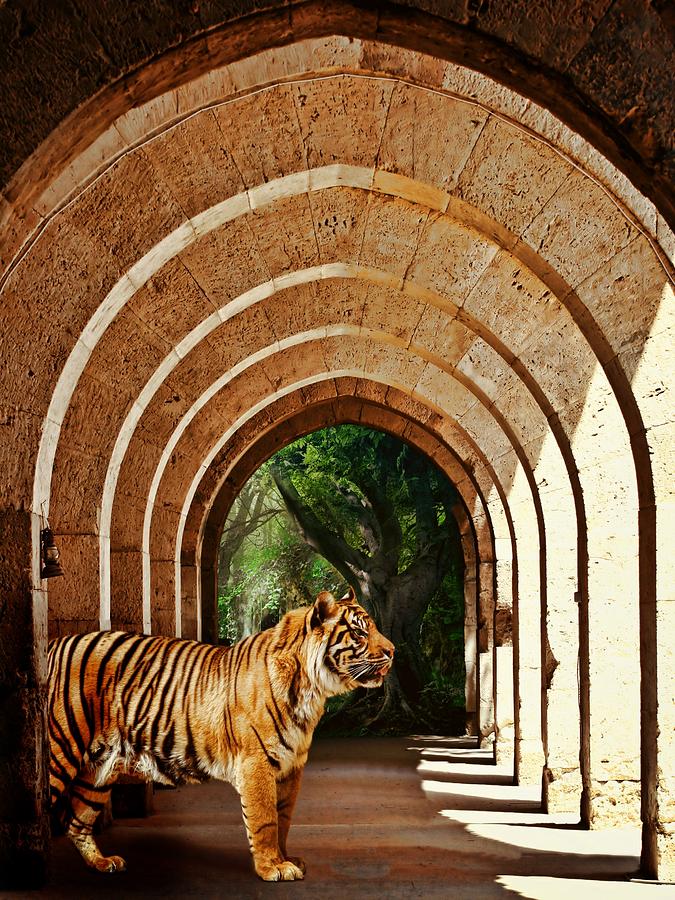 Tiger Photograph - She Waits.... by Sharon Lisa Clarke