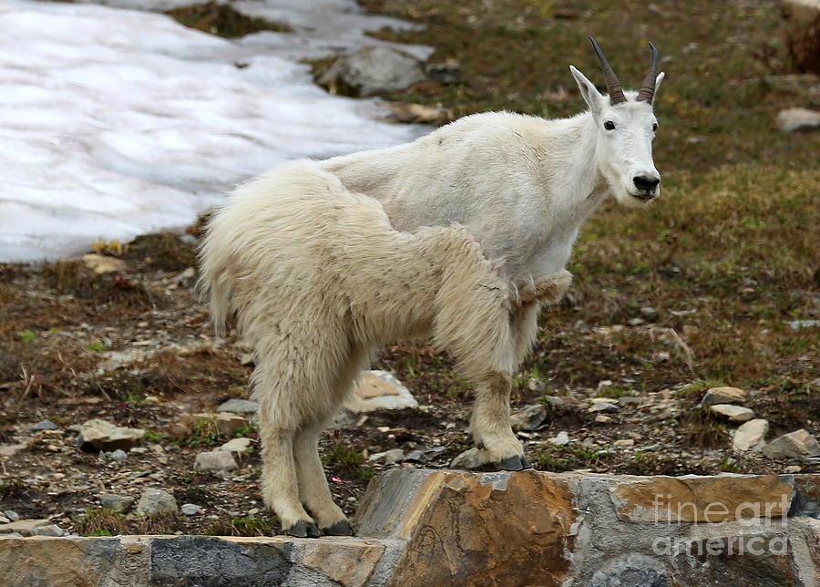 Shedding Mountain Goat Photograph by Carol Groenen