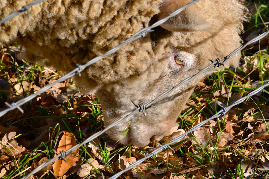 Sheep 1 Photograph by Bill Owen
