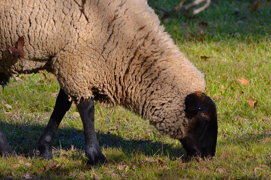 Sheep 3 Photograph by Bill Owen