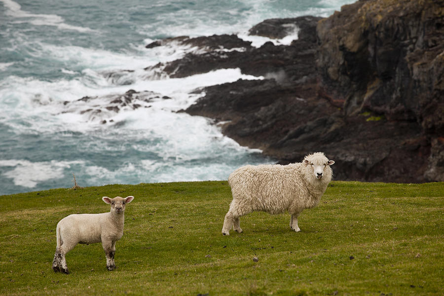 Sheep And Lamb Near Cliff Edge Stony Bay Photograph by Colin Monteath