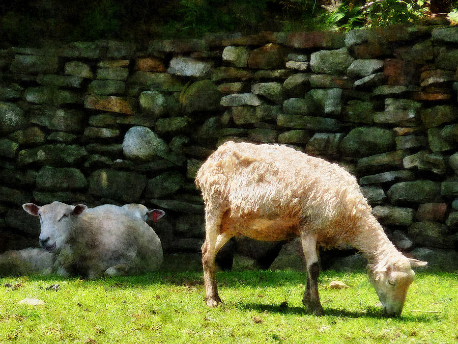 Sheep Photograph - Sheep by Stone Wall by Susan Savad