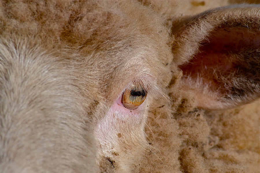 Sheep Close Up Photograph by Bill Owen