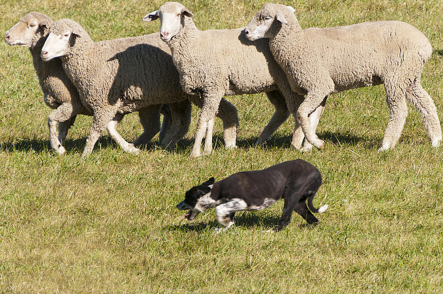 Sheep Dog Trials Photograph by Al Reiner - Fine Art America