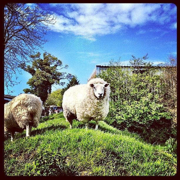 Sheep Photograph - #sheep #ewe #farm #wool #lamb #animal by Miss Wilkinson