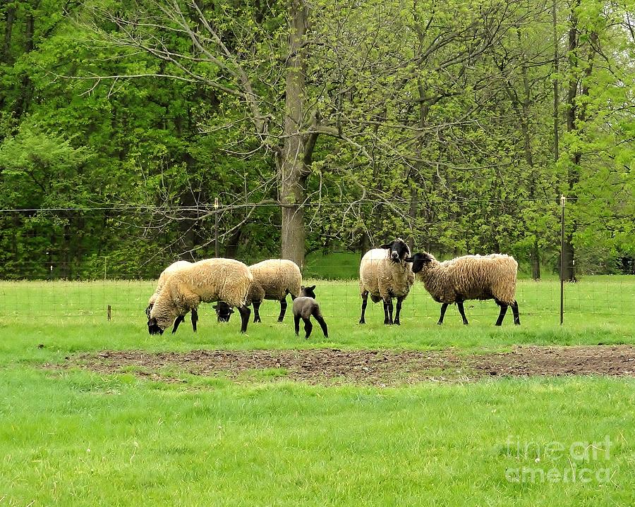 Sheep Family Photograph by Elizabeth Hernandez | Fine Art America