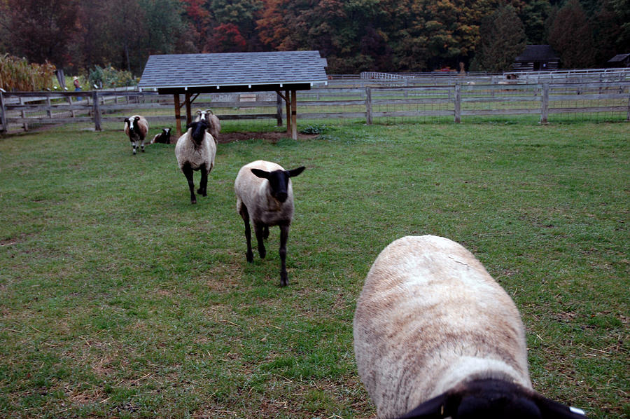 Sheep Feed Time Photograph by LeeAnn McLaneGoetz McLaneGoetzStudioLLCcom