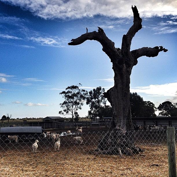 Sheep Photograph - #sheep #fenceporn #trees #treeporn by Tiara Belle