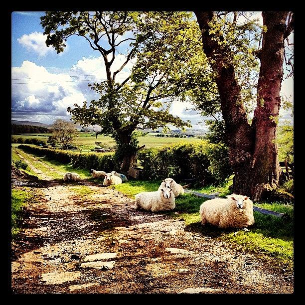 Sheep Photograph - #sheep #flock #baaa #animal #grass by Miss Wilkinson