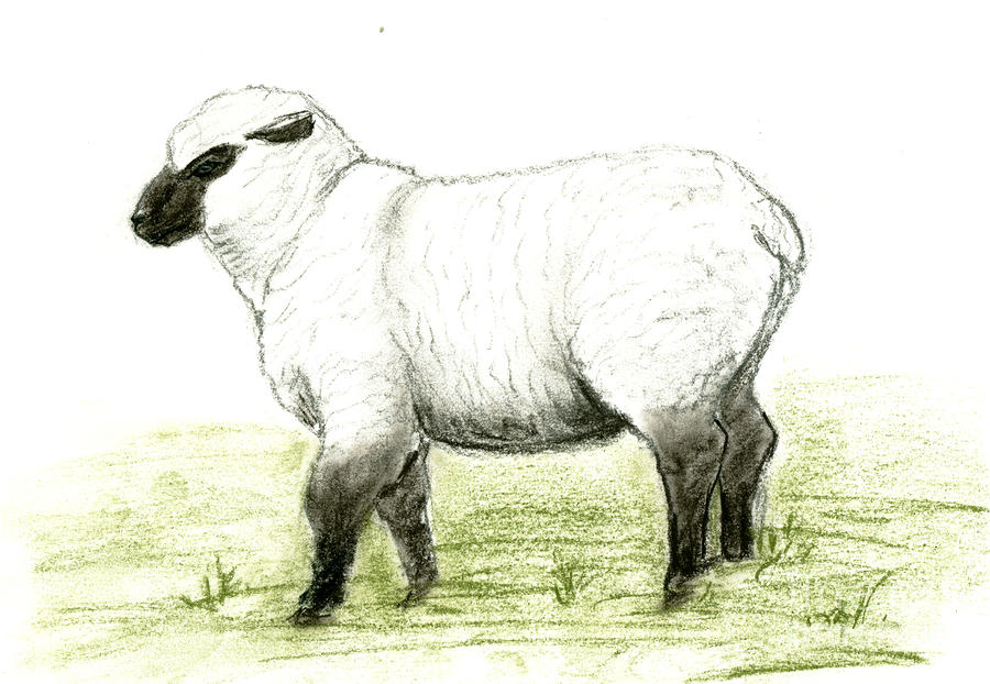 Sheep illustration, drawing, engraving, line art, realistic Stock Vector by  ©jenesesimre 141835910