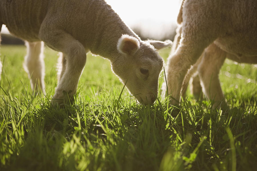 Sheep Grazing In Grass Photograph by Jupiterimages