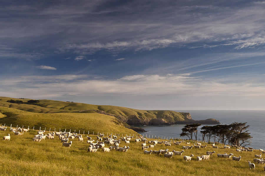 Sheep Grazing In Headland Photograph by Colin Monteath